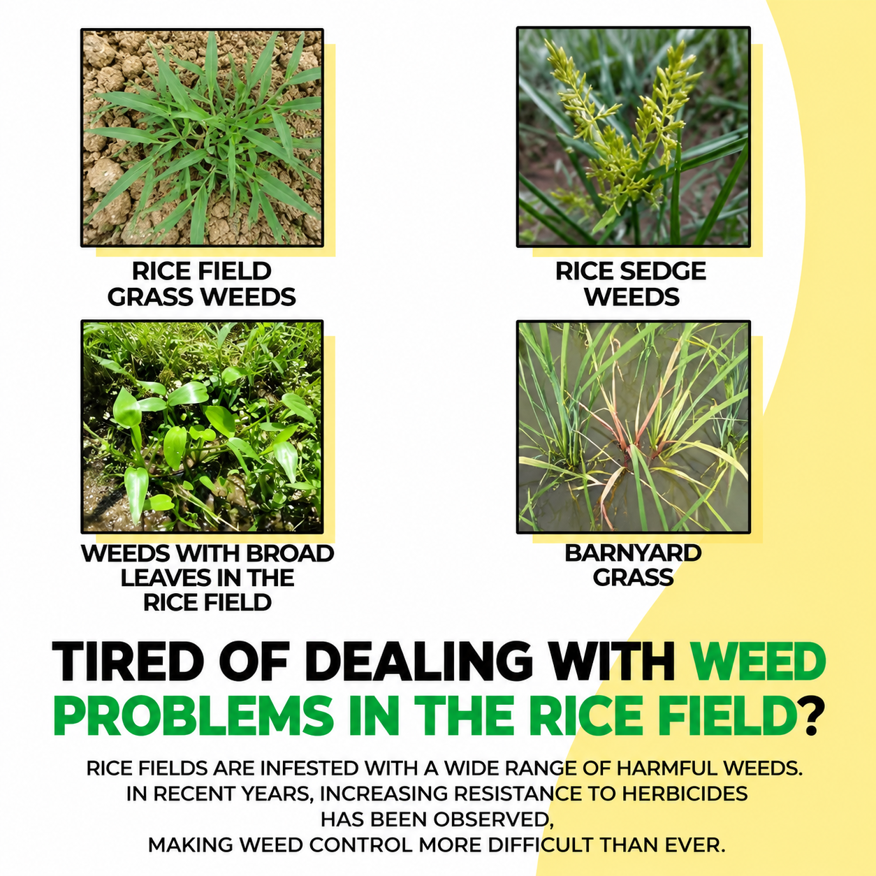 Glyphosate Herbicide High-Concentrate – Weed Killer for Agricultural & Land Maintenance