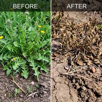 Glyphosate Ammonium Salt 95% Soluble Granule Herbicide for Broad-Spectrum Weed Control | Systemic Weed Management